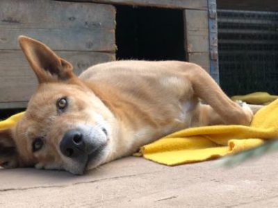 Dingo Hybrid – Euroa