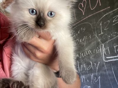 Adorable Ragdoll Kittens