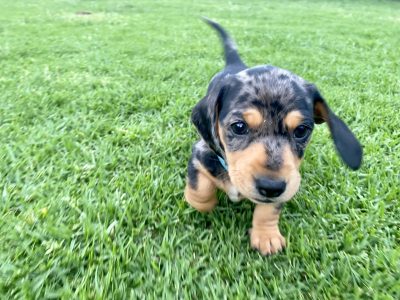 Male Mini Dachshund