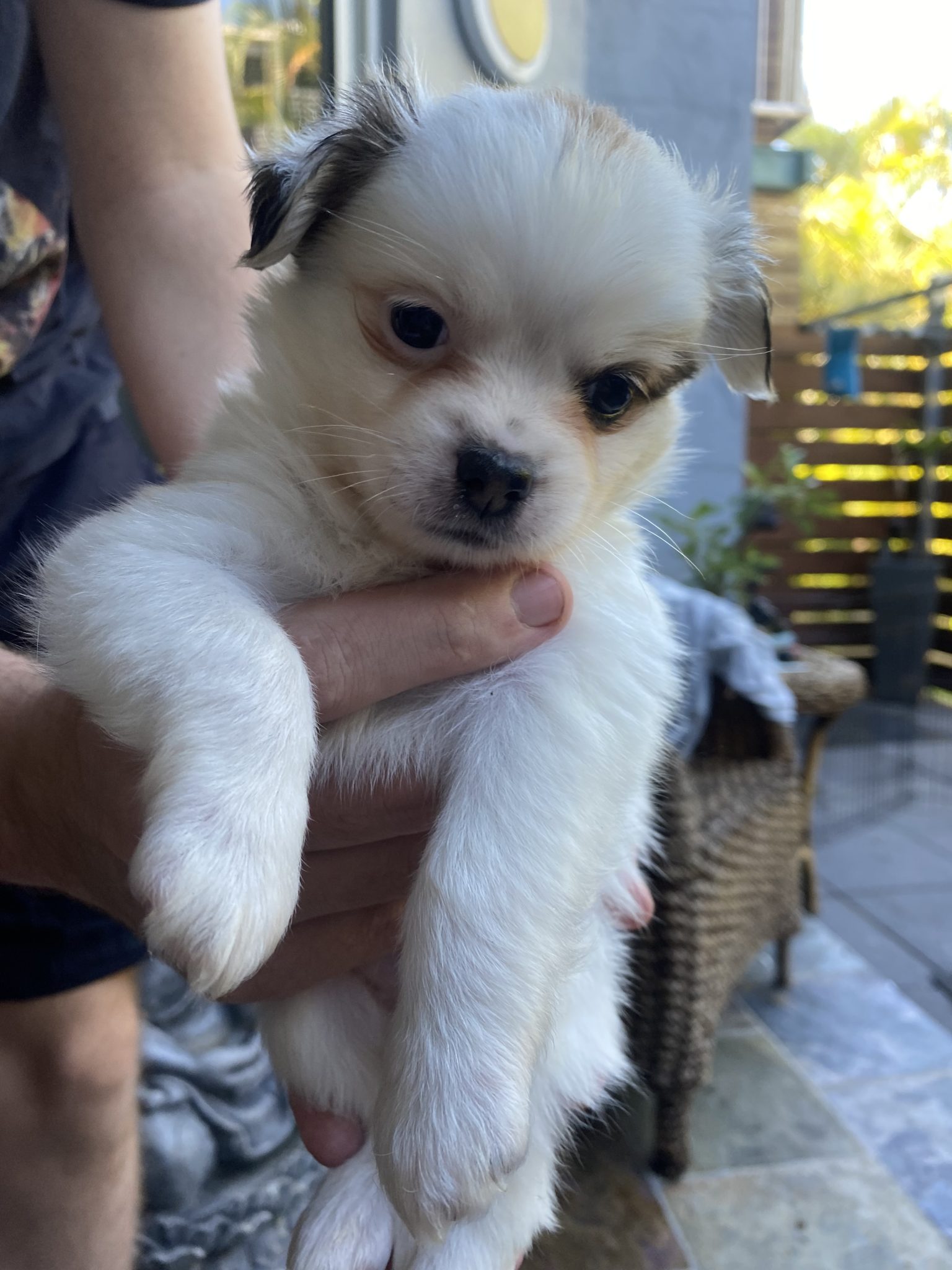 Malchi puppies for sale
