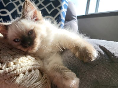 3 Precious Rag-dolls Forever home ready!