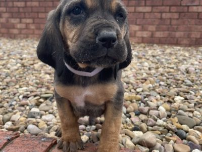 Bloodhound pups