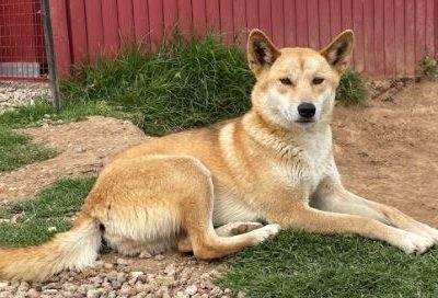 Dingo Hybrid