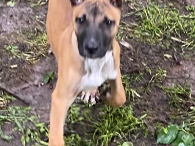 Ginger ….Rescue Puppy needs a loving home