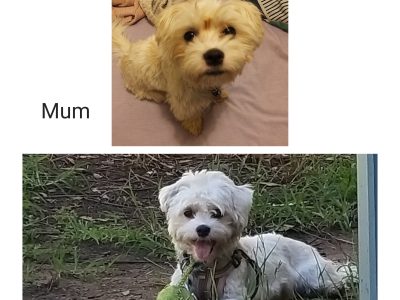 Beautiful Maltese X Shih Tzu Puppies