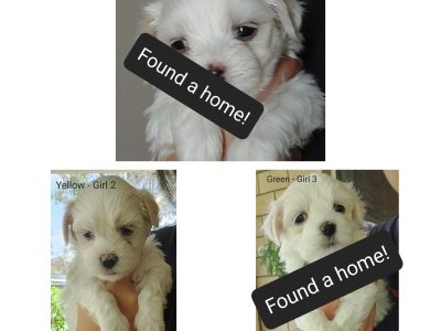 Beautiful Maltexe X Shih Tzu Puppies 3 left