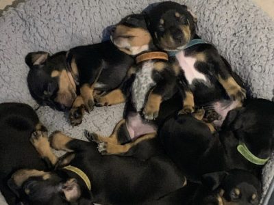 Mini Dachshund x Mini Foxie