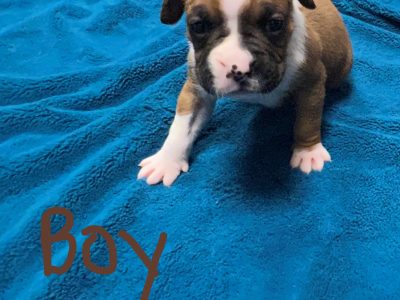 Boxer puppies purebred