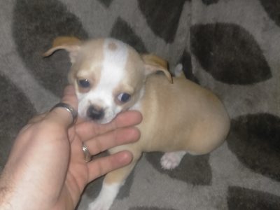 Pure chihuahua puppies for sale