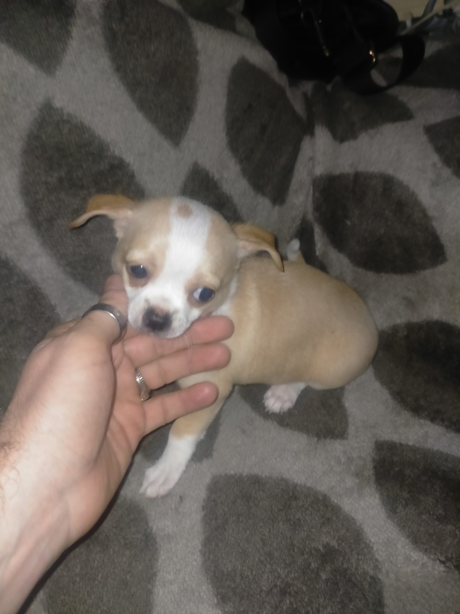 Pure chihuahua puppies for sale