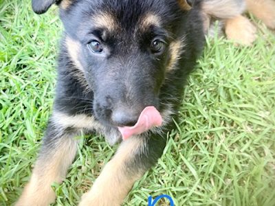 Pure Bred German shepherd puppies.