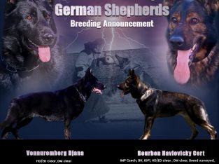 German Shepherd – Ron Emmanuel