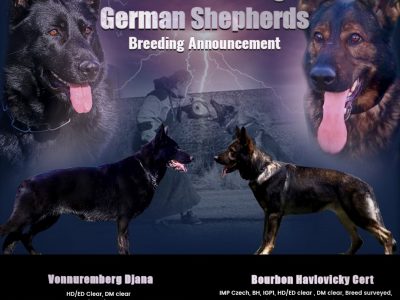 German Shepherd – Ron Emmanuel