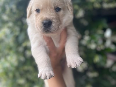 Golden Retriever X Labrador Puppies *1 MALE LEFT*