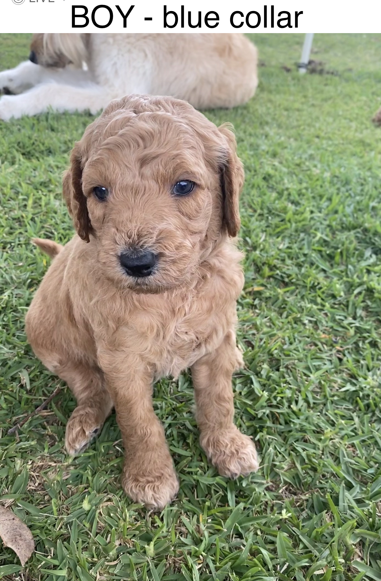 Groodle puppies (F1b) available this week