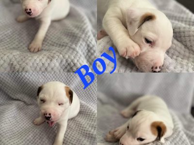 Kelpie x beagle puppies