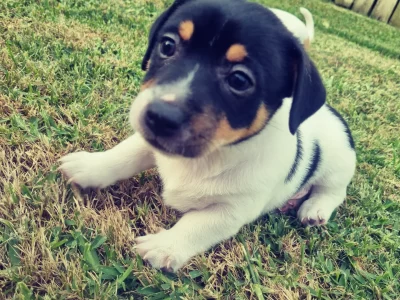 Pure Bred Jack Russell Pups