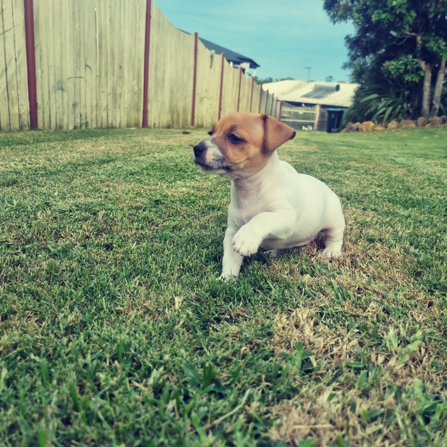 Pure Bred Jack Russell Pups