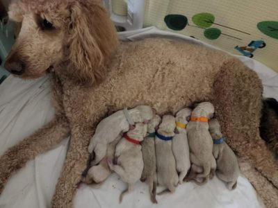 Groodle Puppies for Sale WA