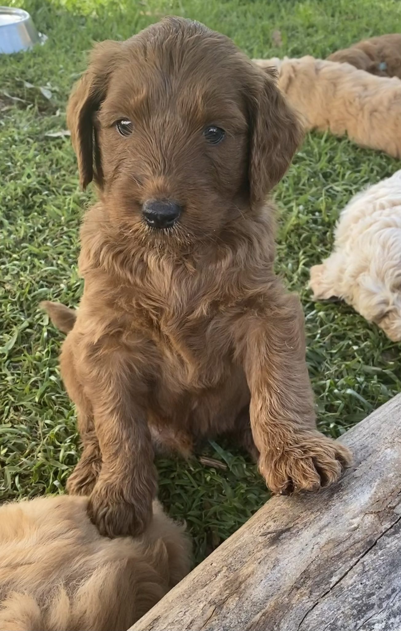 Groodle puppies (F1b) available this week