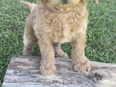 Groodle puppies (F1b) available this week