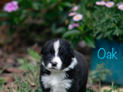 Border Collie Puppies