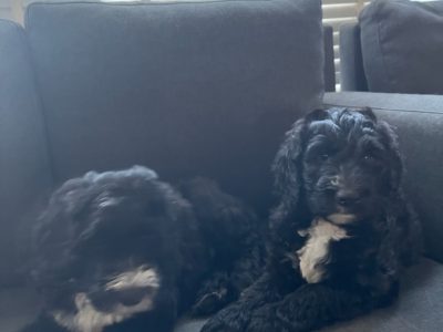 Premium F1 Sheepadoodle Pups