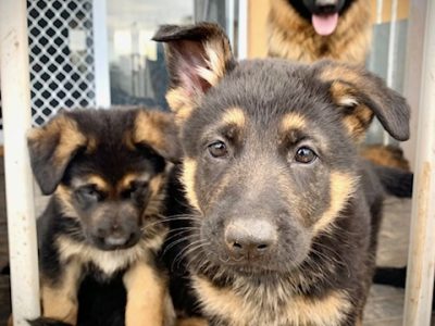 Pure Bred German shepherd puppies.