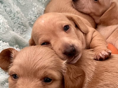 Purebred Miniature Dachshund Puppies