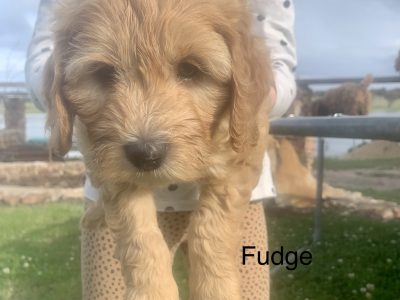 Miniature Spoodle Pups