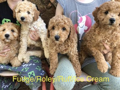 Miniature Spoodle Pups