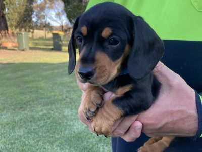 DARLING PUREBRED MINI DACHSHUND PUPS AVAILABLE NOW