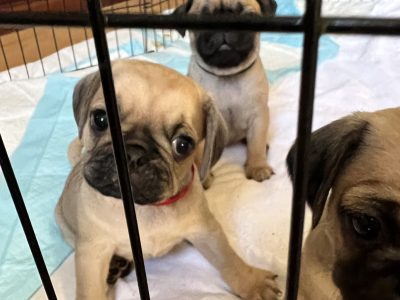 Pugalier Puppies