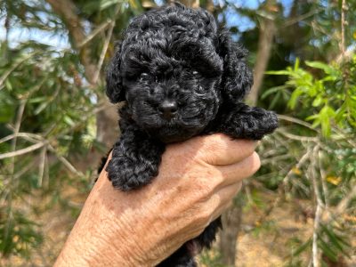 Purebred Toy Poodle Puppies