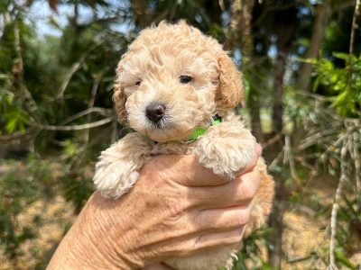 Purebred Toy Poodle Puppies