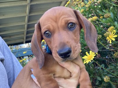 DARLING PUREBRED MINI DACHSHUND PUPS AVAILABLE NOW