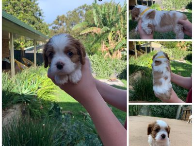Cavalier King Charles Puppies Pure Bred