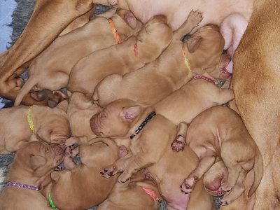 Purebred Hungarian Vizsla puppies