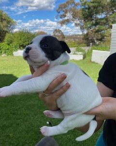 Purebred English Staffordshire Bullterrier Pups