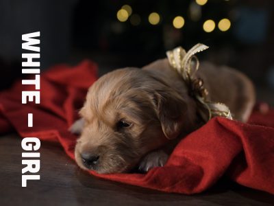 Purebred Golden retriever puppies