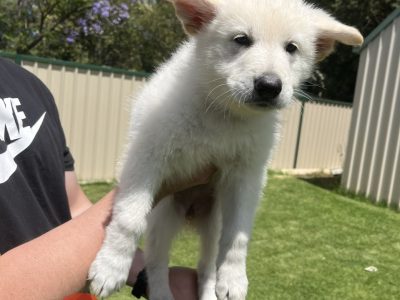 Short Hair Black/White German Shepherd Puppies