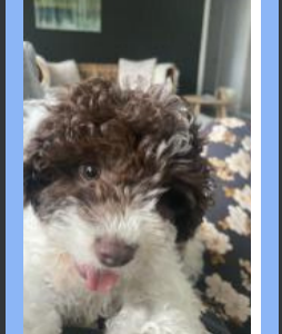 Cavoodle – 3months old / chocolate and cream
