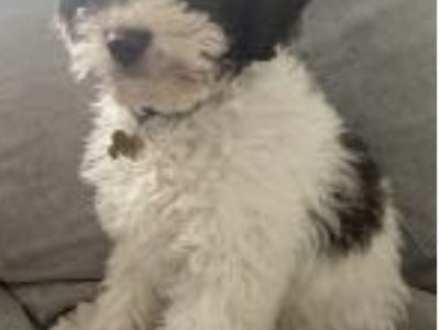 Cavoodle – 3months old / chocolate and cream