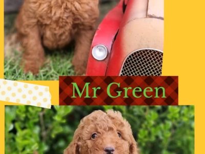 Mini Red Poodle Puppies