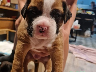 Purebred Boxer Puppies