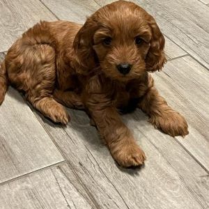 First Generation Toy Cavoodles puppies