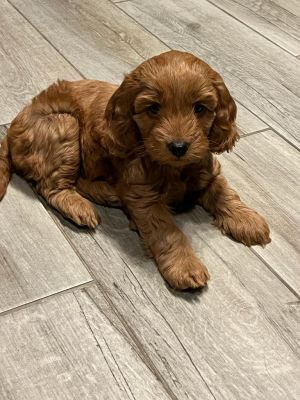 First Generation Toy Cavoodles puppies