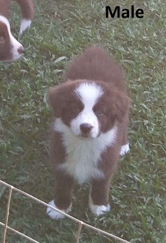 Pure Bred Chocolate Border Collie Puppies