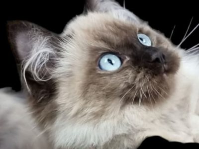 Registered Ragdoll kitten