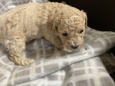 SHMOODLE not Cavoodle Puppies for Sale T